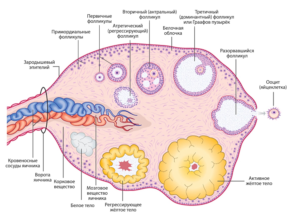 На фотографии изображено строение яичника и яичниковый цикл: примордиальные, первичные, вторичные и третичный фолликулы, разрыв Граафова пузырька, жёлтое тело, регрессирующее желтое тело и белое тело.